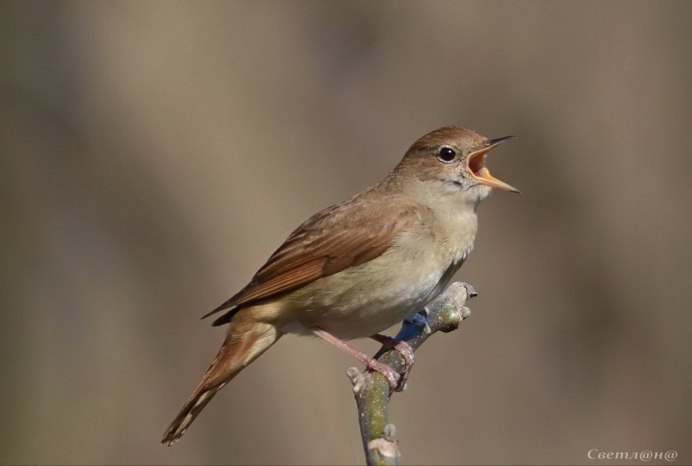 Певчие птицы Соловей