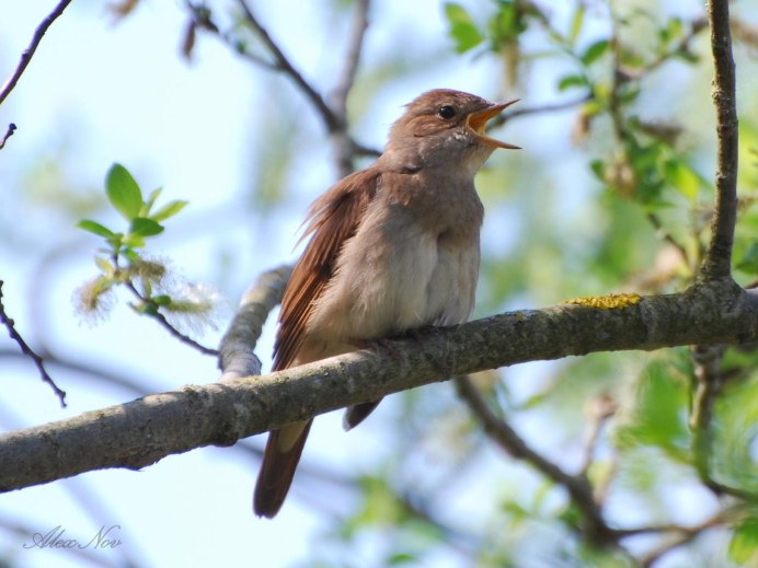 Курская область Курский Соловей