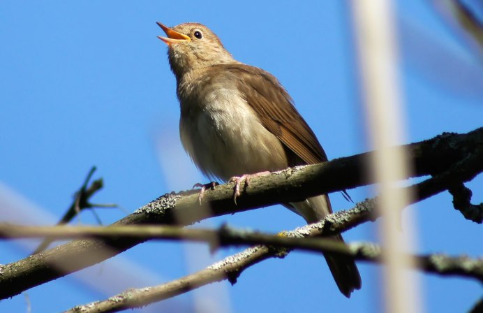Соловей подмосковный