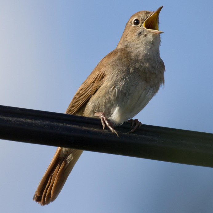 Красногрудый Соловей
