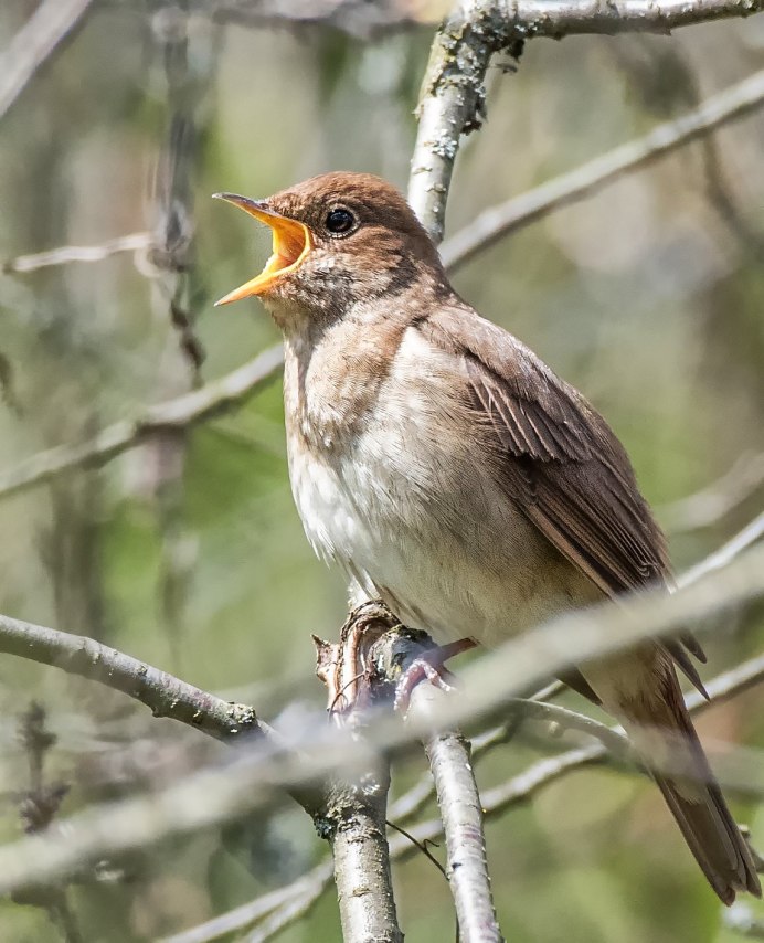 Обыкновенный Соловей