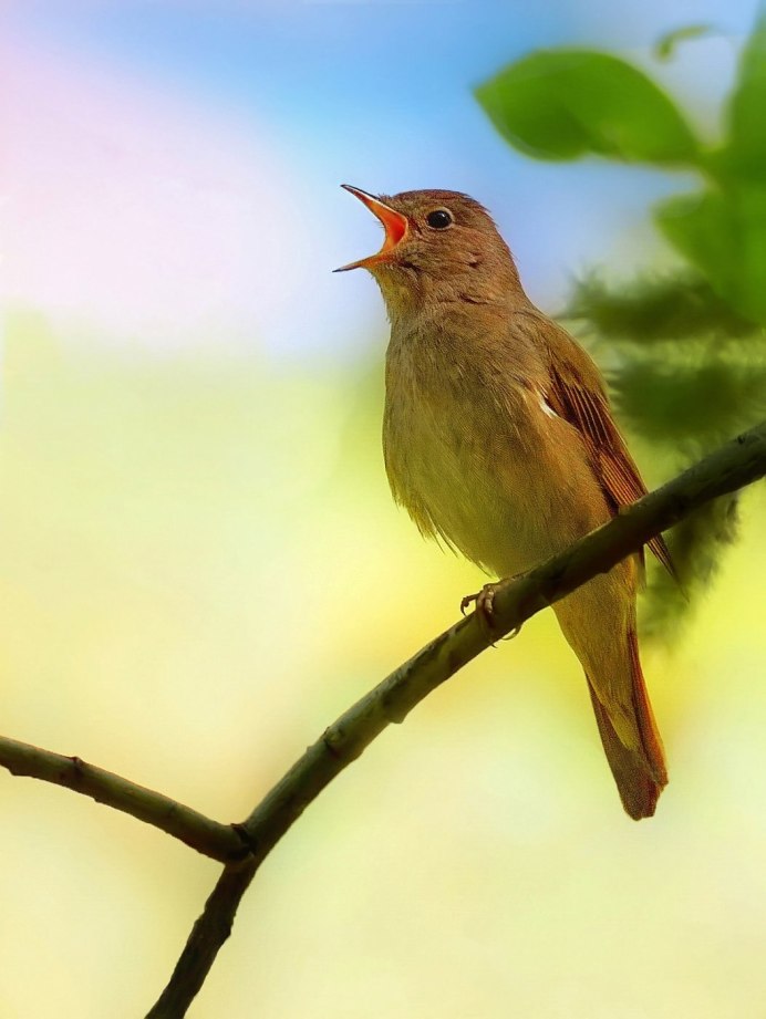 Белобровый Соловей