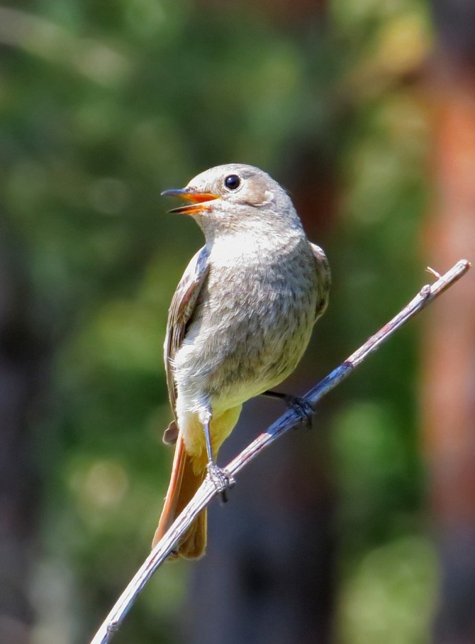 Певчие птицы Соловей