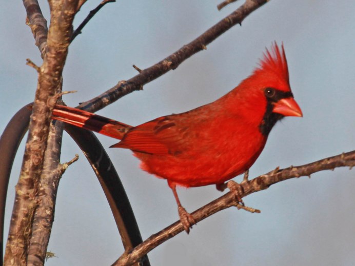 Cardinalis phoeniceus