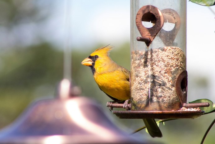 Yellow Grosbeak