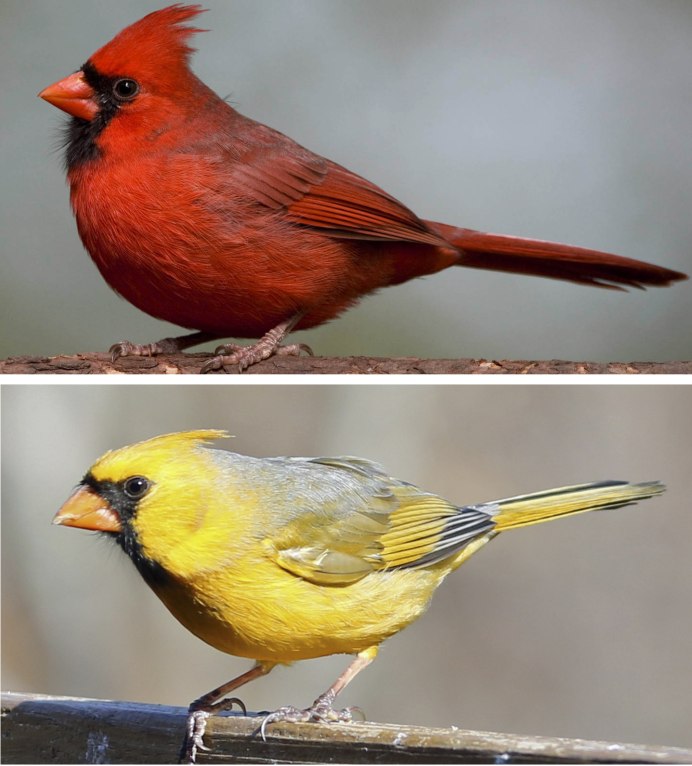 Yellow Grosbeak