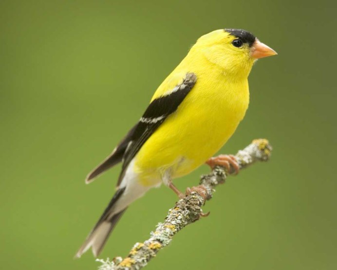 Толстоклювые кардиналы (Caryothraustes)