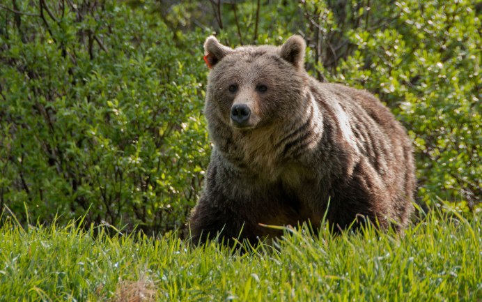 Северная Америка медведь Гризли