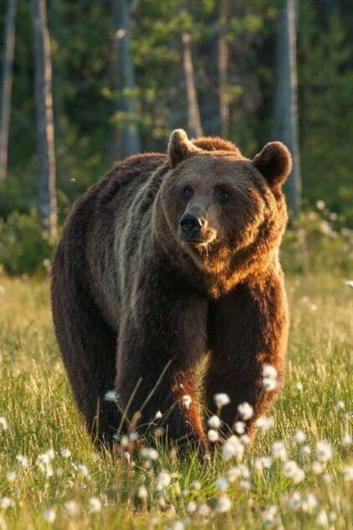 Бурый медведь (лат. Ursus arctos)