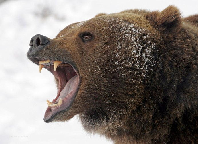 Бурый медведь (Ursus arctos)