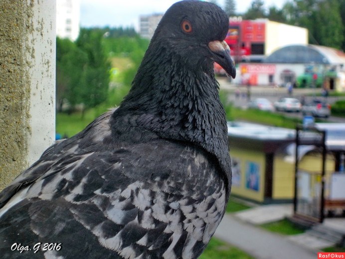 Голубь птица гордая