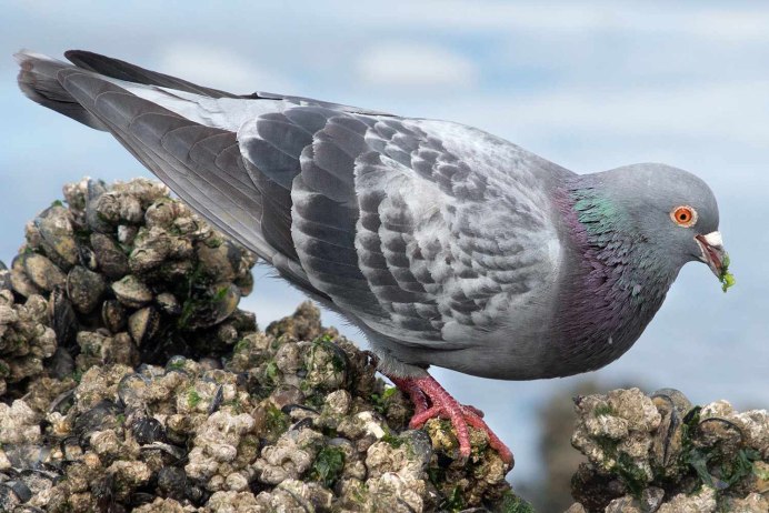 Мадейрский голубь