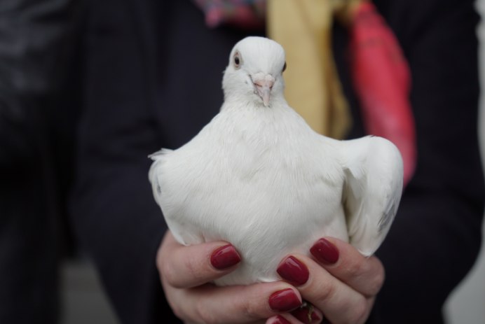 Гордый голубь