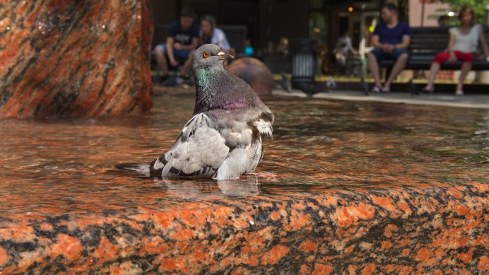 Гордый голубь