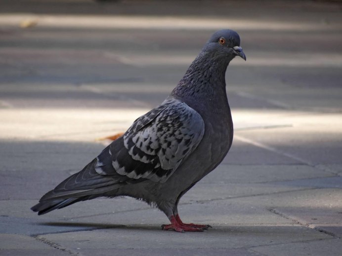 Голуби идущие по тротуару