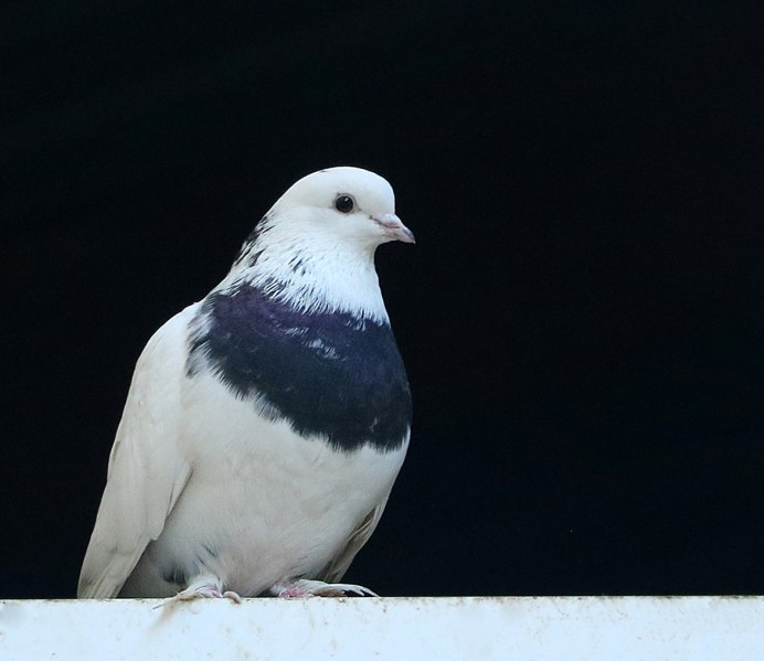 Голова горлицы