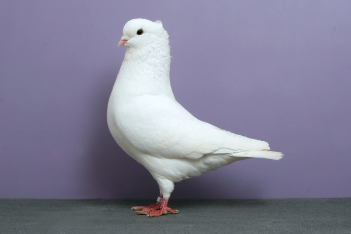 Гулька птица