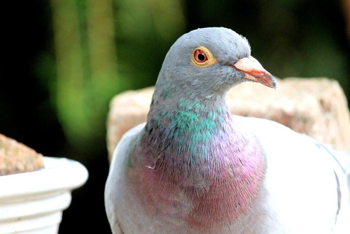 Танцующие голуби