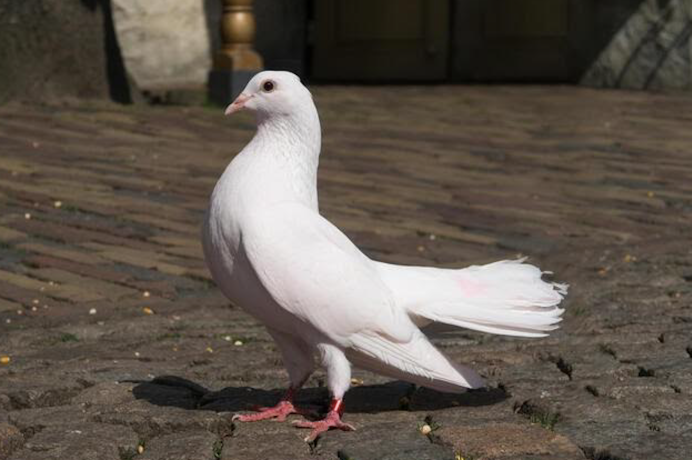 Берберийский голубь