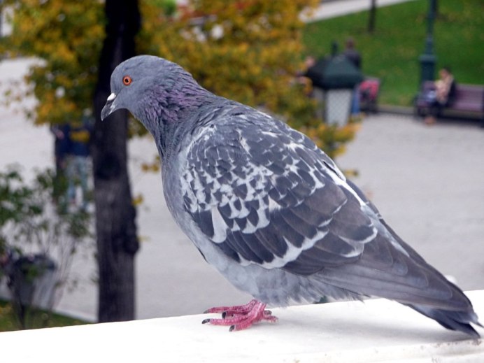 Горлица трава