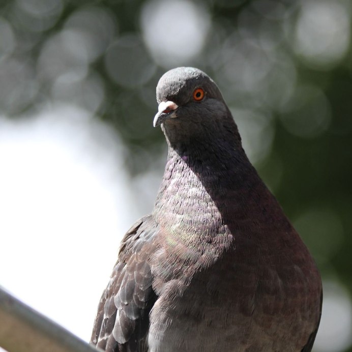 Голубь Император