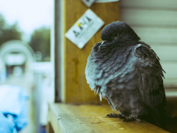 Красивые голуби