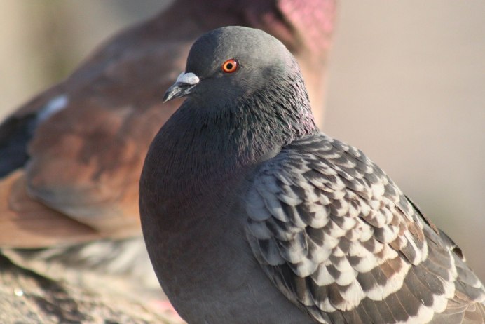 Голуби на земле