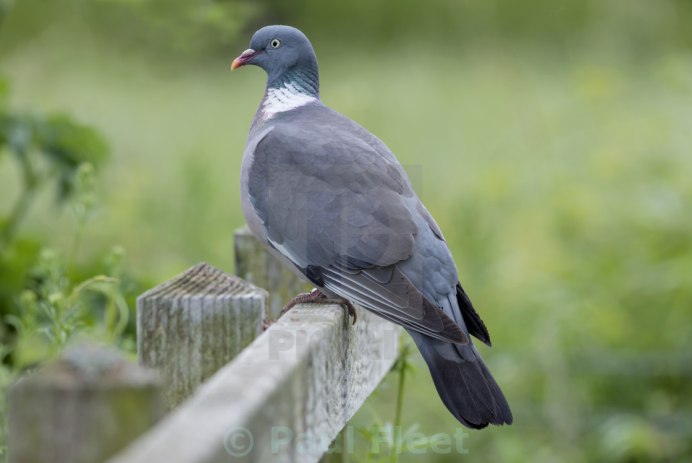 Сизый голубь