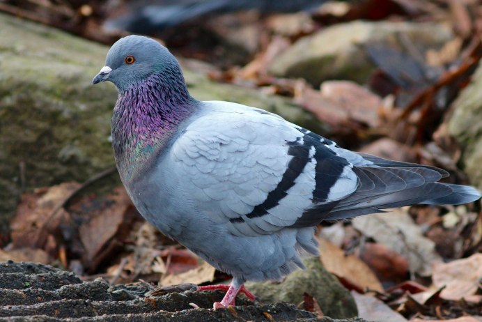 Сизый голубь белый