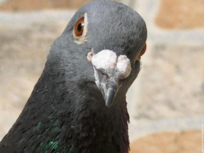 Голуби в культуре