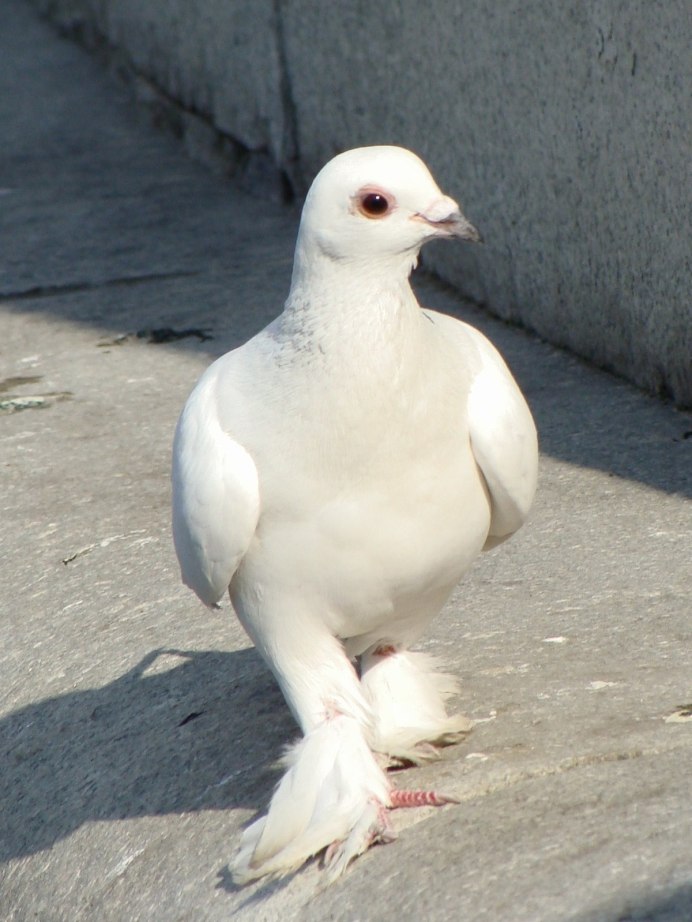 Кабутар расми