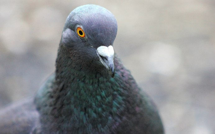 Белый голубь знак мира