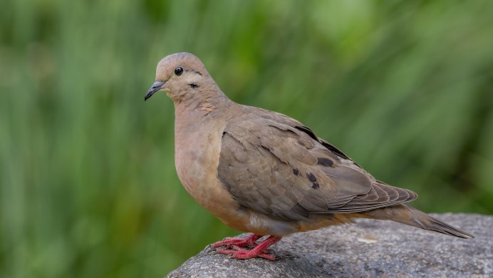 Пучеглазый голубь