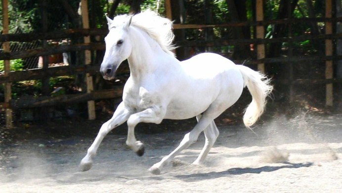 Улокчи отлар