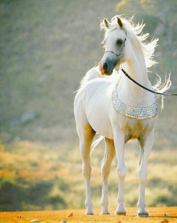 Лошадь скачет