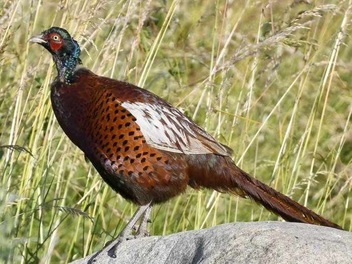Оттенок Pheasant какой