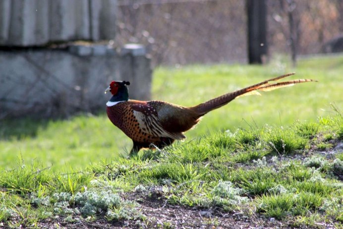 Пёстрый фазан Микадо