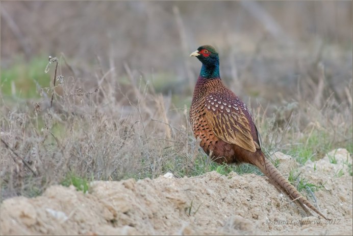 Фазан обыкновенный самец