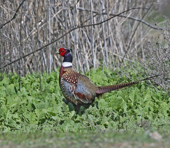 Северокавказский фазан