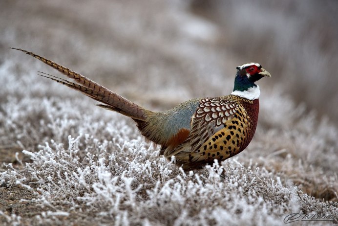 Фазан Дальневосточный