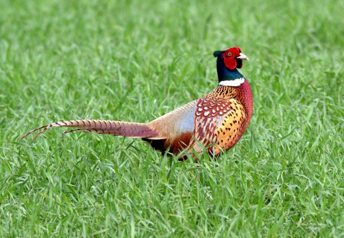 Уссурийский фазан