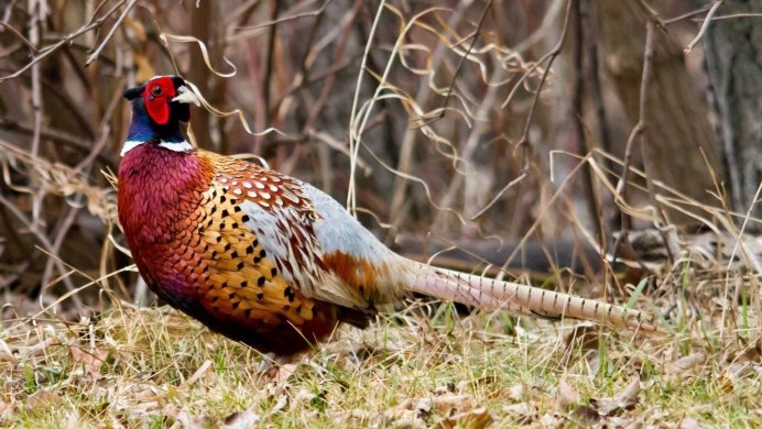 Зарафшанский фазан