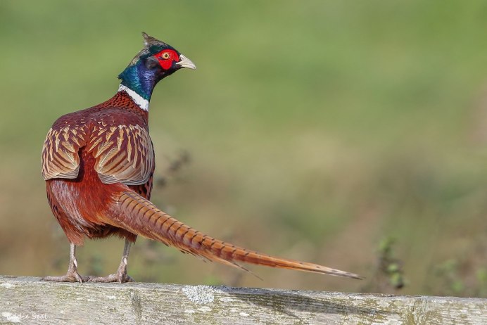 Северокавказский фазан