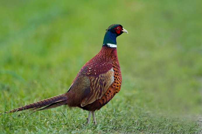 Фото с птицами на природе весной из деревни