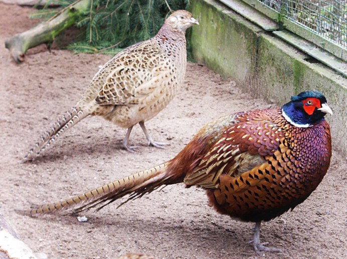 Обыкновенный фазан самка