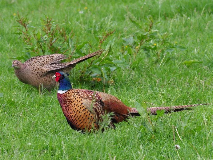 Северокавказский фазан