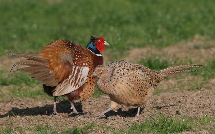 Маньчжурский фазан