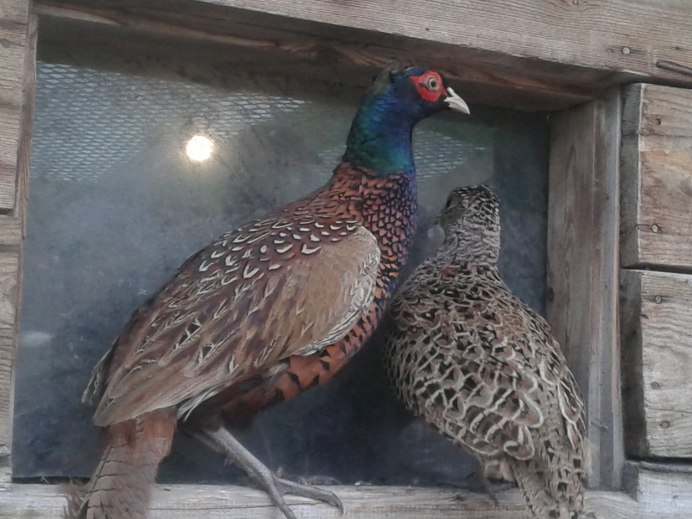 Румынский фазан самка