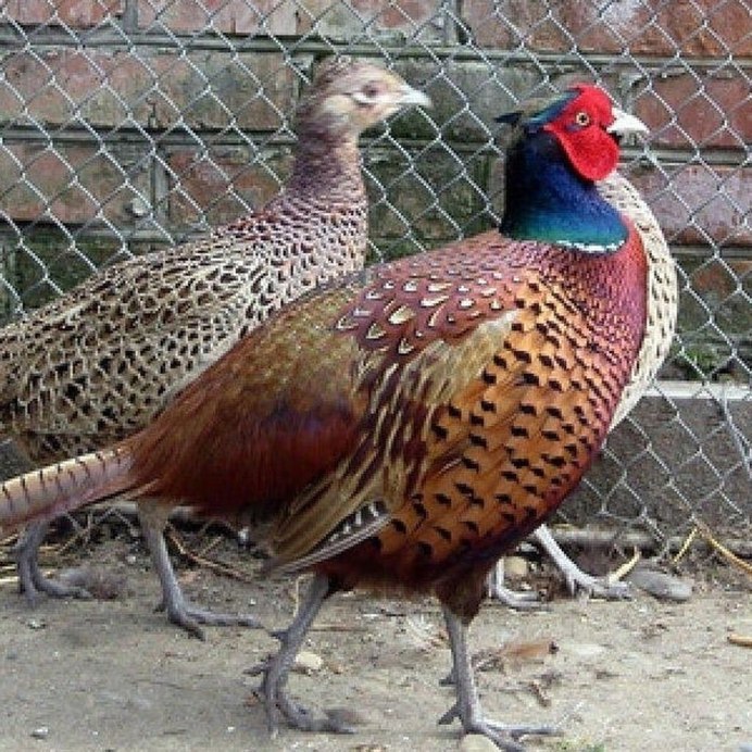 Фазан леди Амхерст