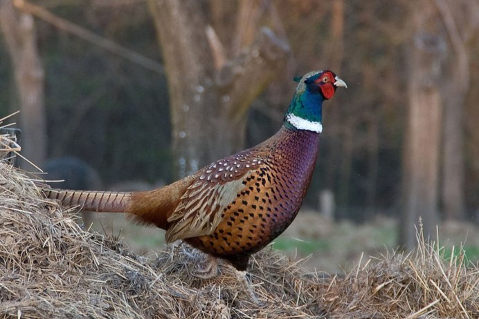 Клинохвостый фазан